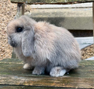 Beautiful Mini Lop Doe Available
