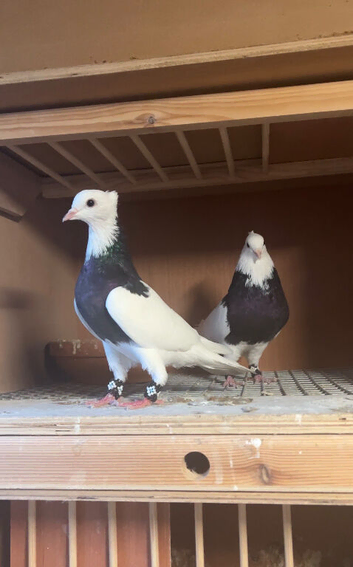 Breeding Pair Black Iranian Toghies For Sale