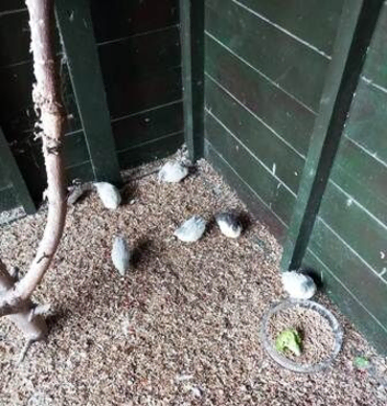 Quails Button Quails for Sale