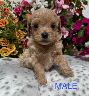 Beautiful Matlipoo puppies available from health tested parents