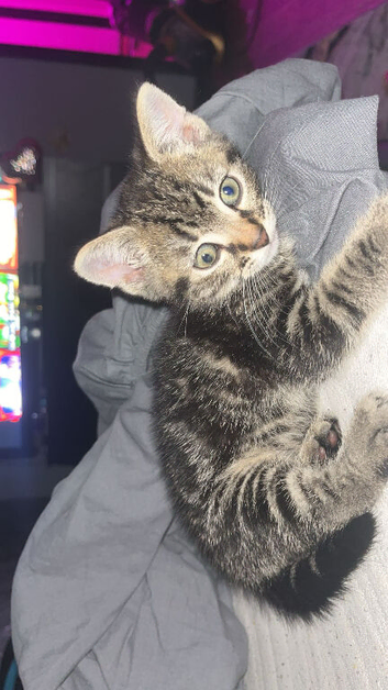 Male kitten