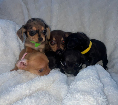 Our beautiful chiweenies