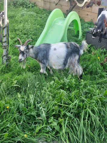 Goats for sale