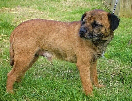 Border Terrier at stud. KC registered.