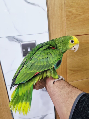 Hand reared baby double yellow headed amazon