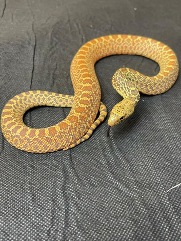 Bullsnake, Stillwater Hypo Poss Het Axanthic (Ghost) &ndash; CB 2025
