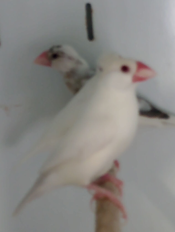 Javas
