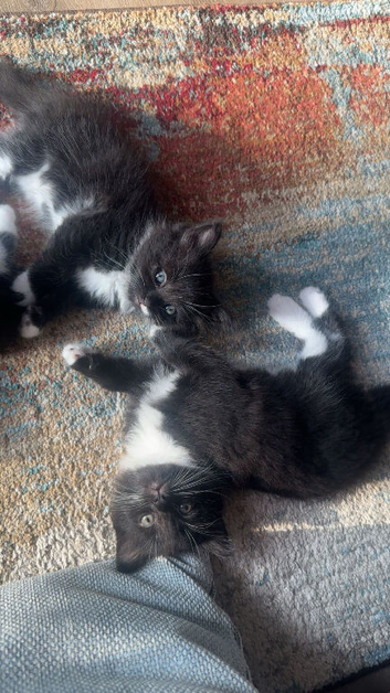 Mixed breed black and white kittens