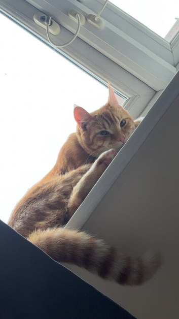 Ginger tabby