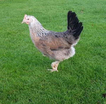 8- Silver duckwing POL