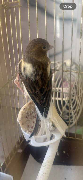Canary