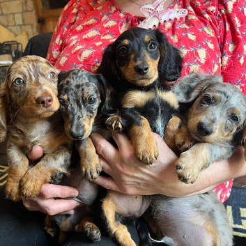 Miniature Dachshund