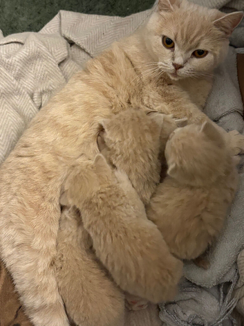 Exceptional GCCF Registered Cream British Shorthair Kittens