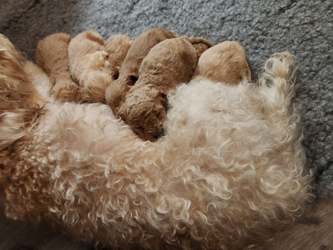 Stunning Cavapoo's with complete puppy package