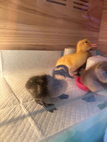 Ducklings