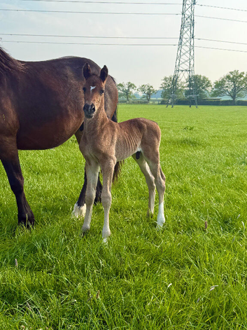 Handsome Welsh D colt to make 15.2hh
