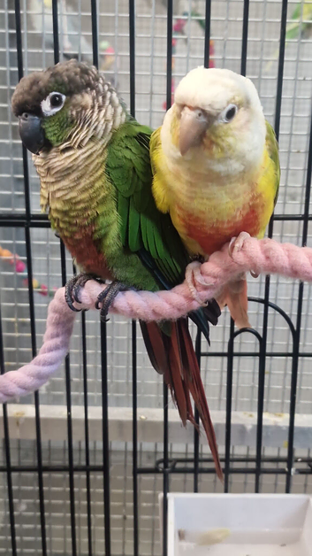 Hand Reared Baby Conure Parrots