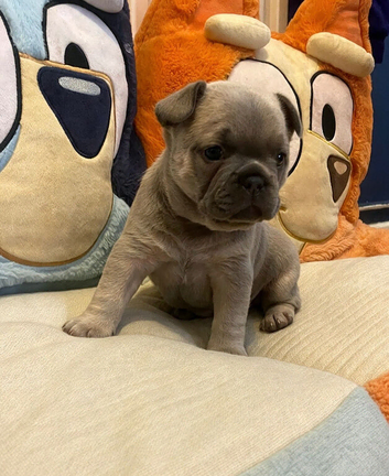Last blue fawn girl available