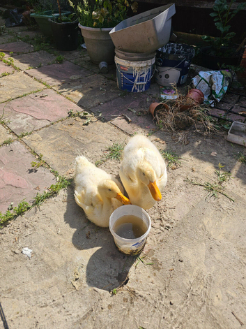 2 Aylesbury Ducklings