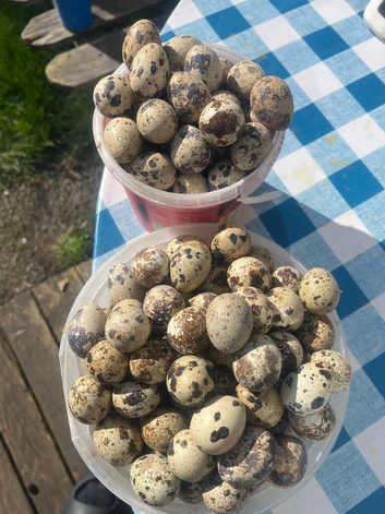 Quails hatching eggs