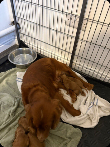 Cocker spaniels