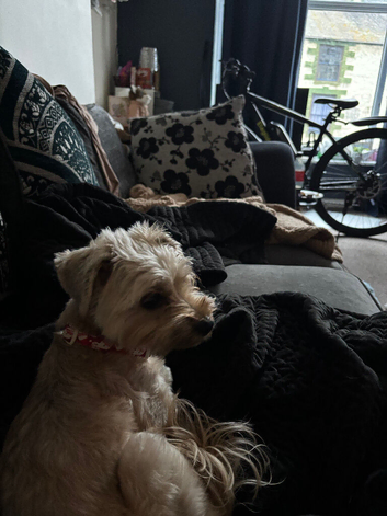 Female Yorkiepoo