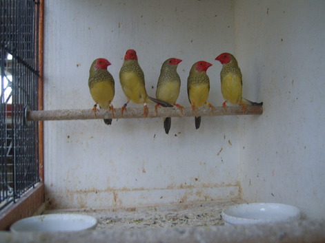 For sale 1 pair of red faced star finches at &pound;40/pr. 3 cocks at &pound;20 each