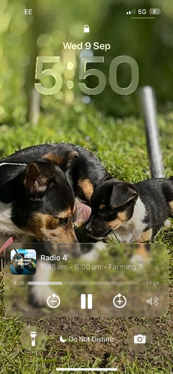 4 beautiful puppies