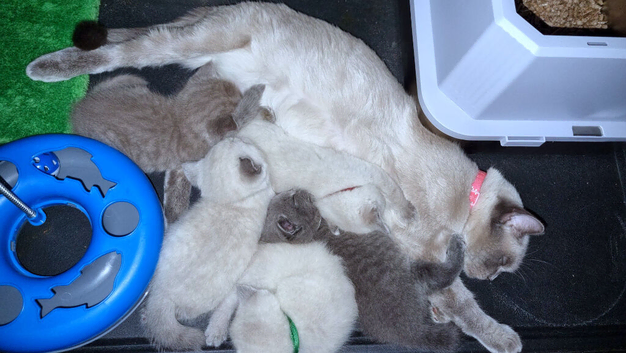 Beautiful British Shorthair Kittens- Ready to Reserve