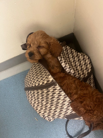 Ready to leave Red F1cavapoos
