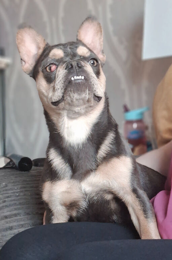 english bulldog cross french bulldog