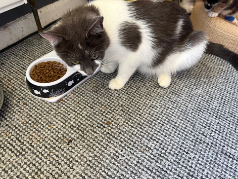 kittens