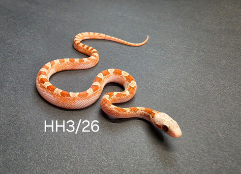 Hypo bloodred high pied corn snake