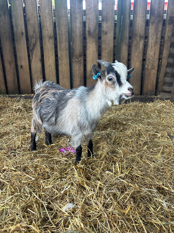 8 month old Pygmy Billy