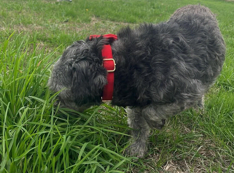 Susie the schnoodle