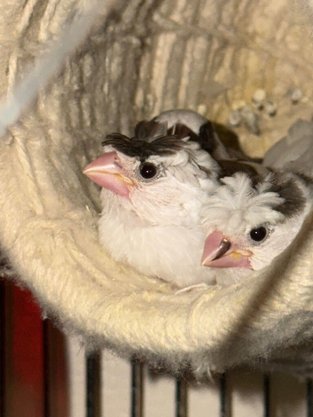 3 Bengalese chicks
