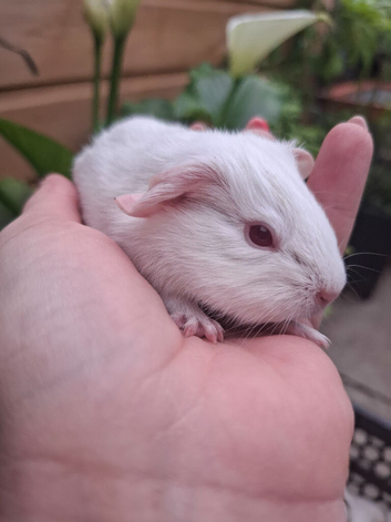 PEW (Pink eyed white) Smooth Baby Girl Guinea Pig