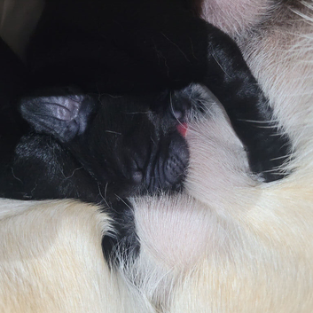 Adorable labrador puppies for sale