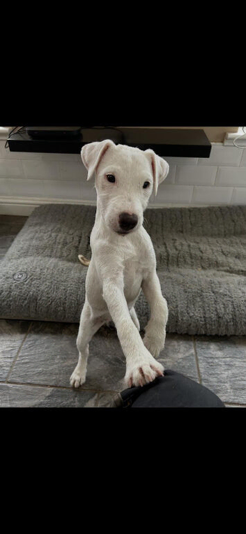 Jack Russell Puppies for Sale