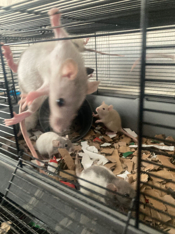 Rats for sale hull