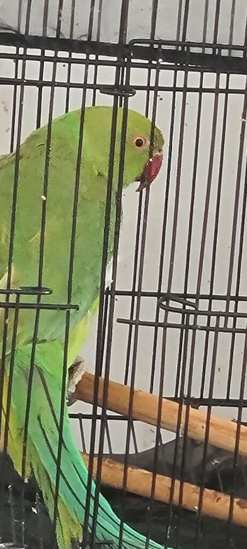 Beautiful young male parakeet