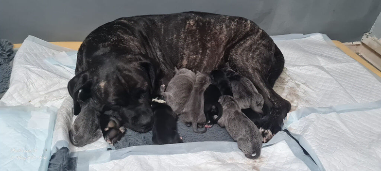 Cane Corso