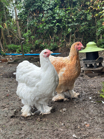 POL Cochin pullets