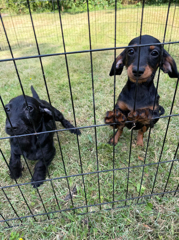 Toy Poodle x Mini Dachshund Puppies