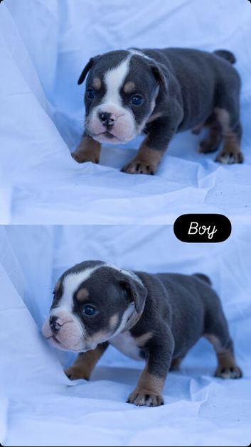 English bulldogs NEBBR Reg