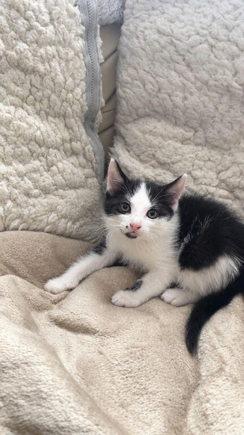 Beautiful kitten looking for a new home