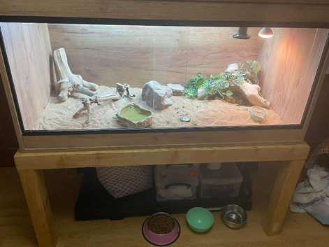 Bearded Dragon and full set up for sale
