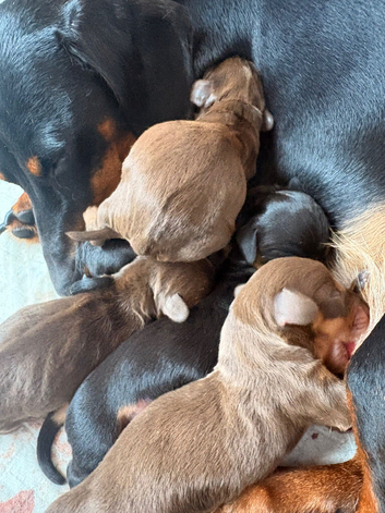 Beautiful miniature dachshund puppies
