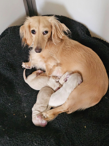 Miniature dachshund