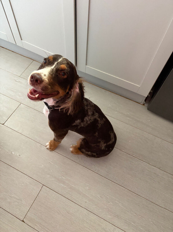 13 month old male
